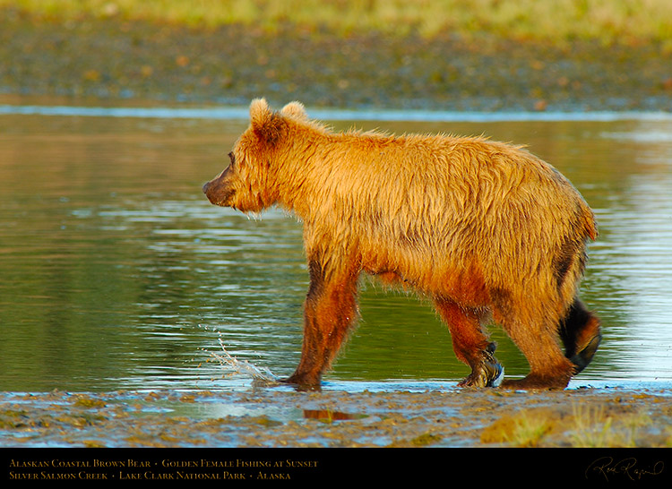 BrownBear_GoldenFemale_Fishing_X3107