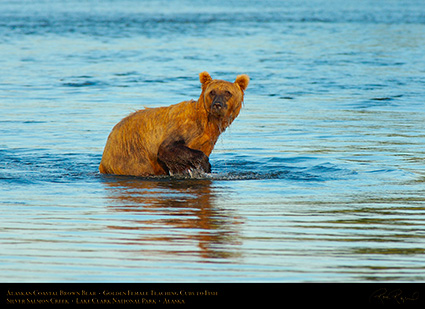 BrownBear_GoldenFemale_TeachingCubs_X3153