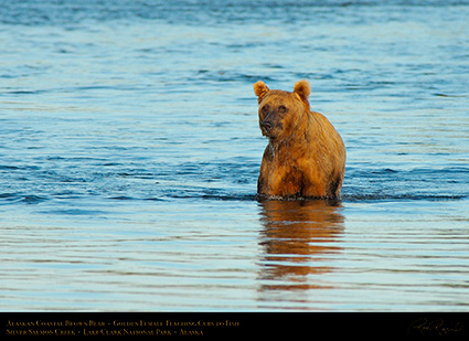 BrownBear_GoldenFemale_TeachingCubs_X3157