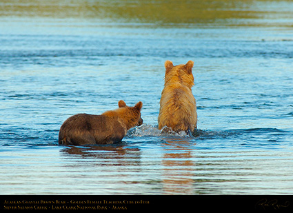 BrownBear_GoldenFemale_TeachingCubs_X3159