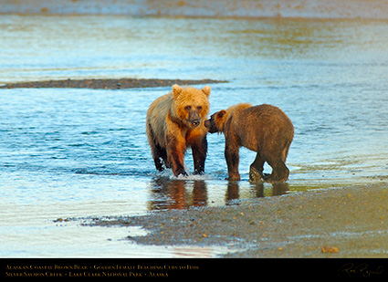 BrownBear_GoldenFemale_TeachingCubs_X3163