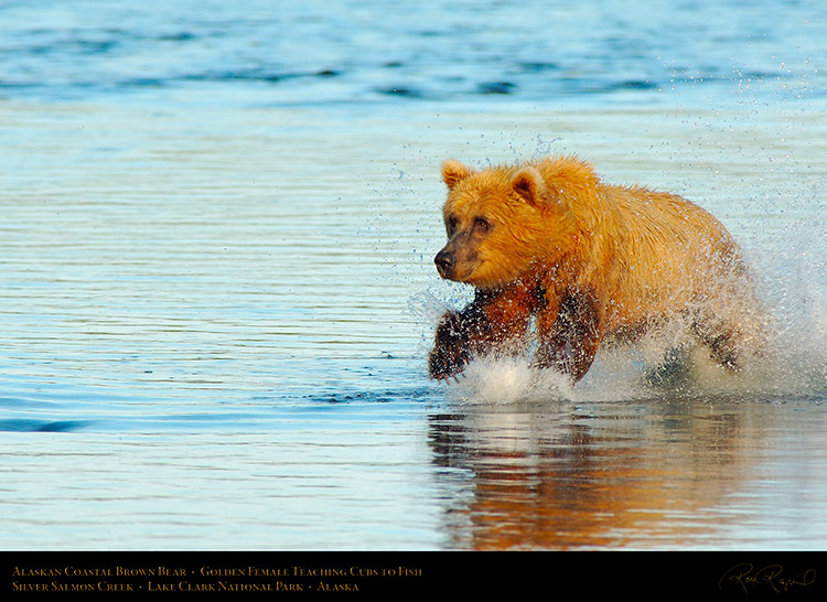 BrownBear_GoldenFemale_TeachingCubs_X3167