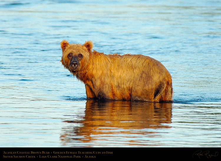 BrownBear_GoldenFemale_TeachingCubs_X3175