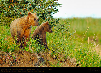 BrownBear_GoldenFemale_TeachingCubs_X3184