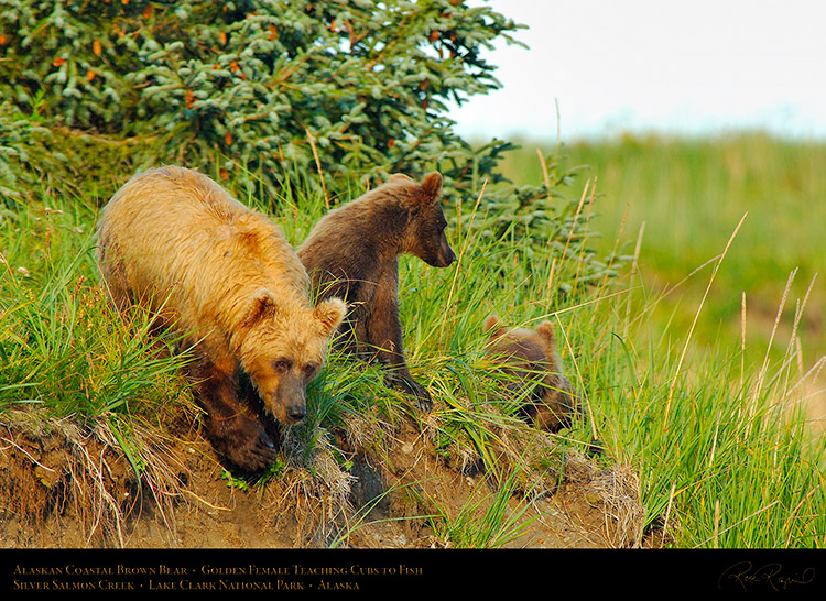BrownBear_GoldenFemale_TeachingCubs_X3185