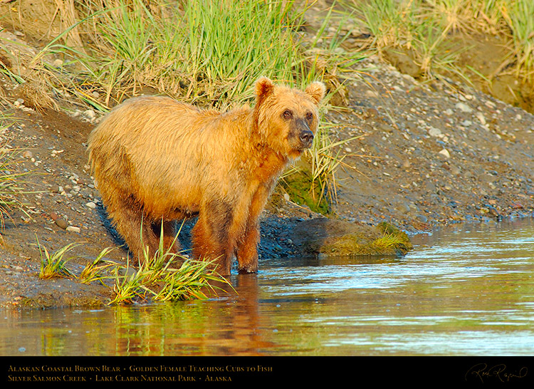 BrownBear_GoldenFemale_TeachingCubs_X3187