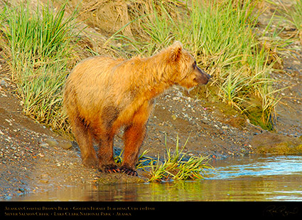 BrownBear_GoldenFemale_TeachingCubs_X3189