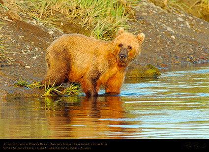 BrownBear_GoldenFemale_TeachingCubs_X3191