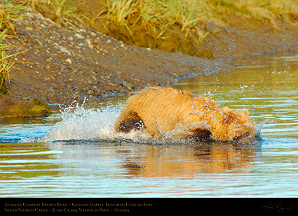 BrownBear_GoldenFemale_TeachingCubs_X3192