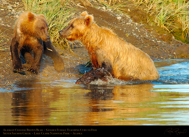 BrownBear_GoldenFemale_TeachingCubs_X3195