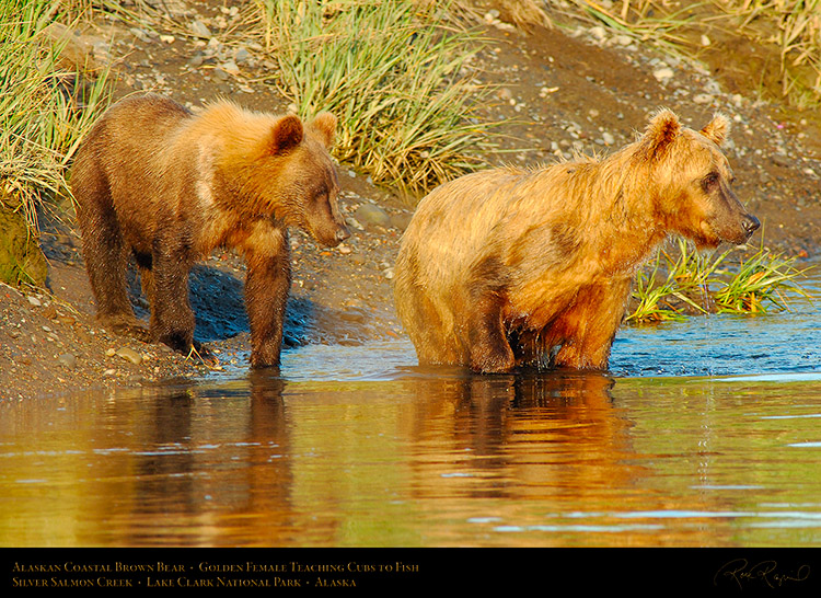 BrownBear_GoldenFemale_TeachingCubs_X3196