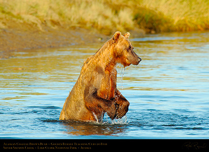 BrownBear_GoldenFemale_TeachingCubs_X3197