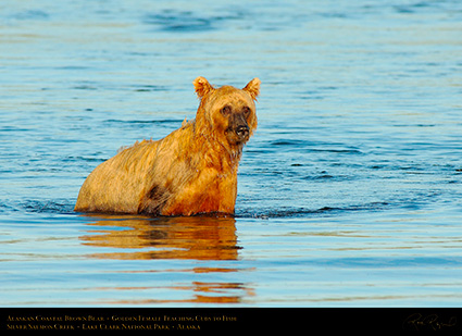 BrownBear_GoldenFemale_TeachingCubs_X3199