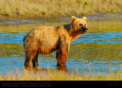 BrownBear_GoldenFemale_atSunset_X3076