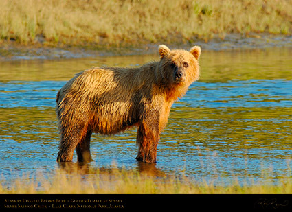 BrownBear_GoldenFemale_atSunset_X3077