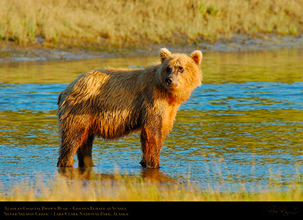 BrownBear_GoldenFemale_atSunset_X3080