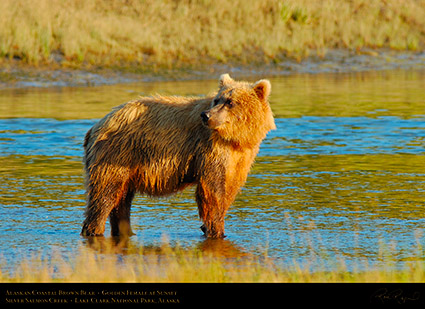 BrownBear_GoldenFemale_atSunset_X3081