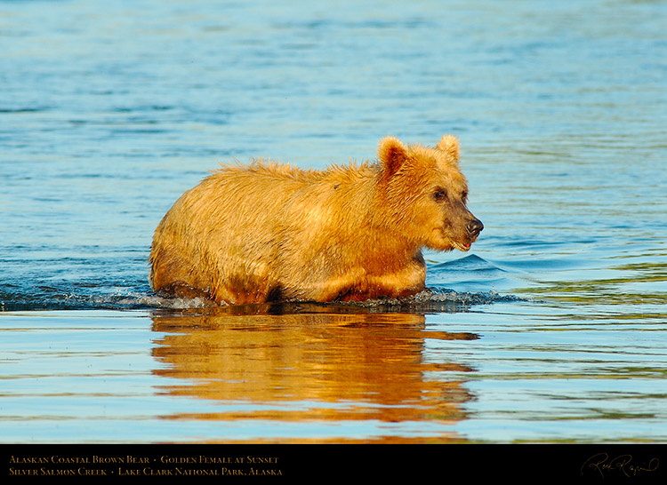 BrownBear_GoldenFemale_atSunset_X3200