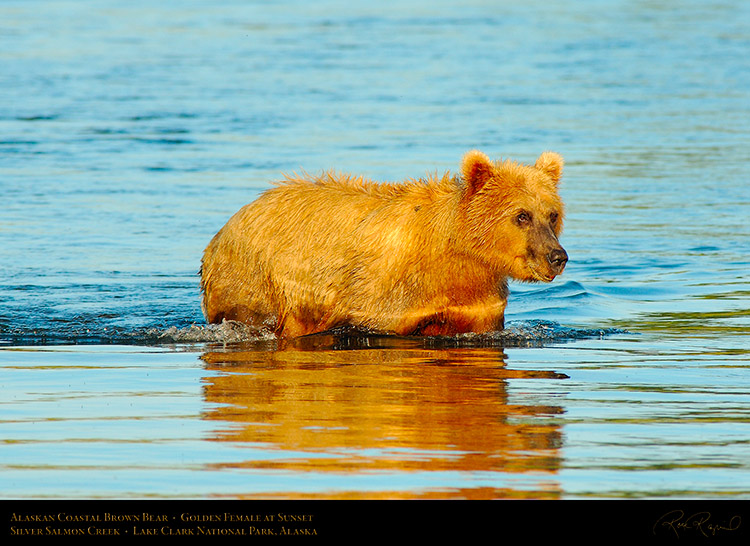BrownBear_GoldenFemale_atSunset_X3201