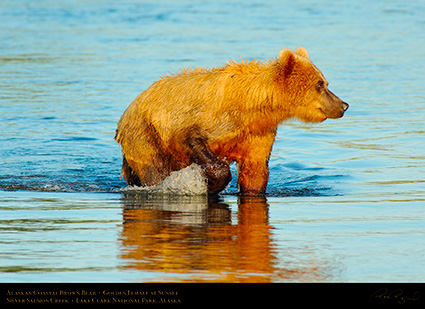 BrownBear_GoldenFemale_atSunset_X3202