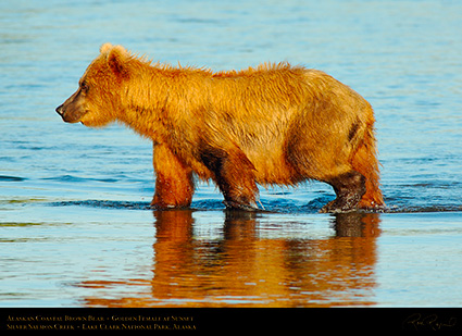 BrownBear_GoldenFemale_atSunset_X3203