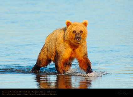 BrownBear_GoldenFemale_atSunset_X3205