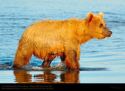 BrownBear_GoldenFemale_atSunset_X3210