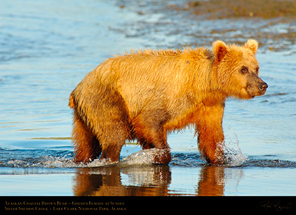 BrownBear_GoldenFemale_atSunset_X3212