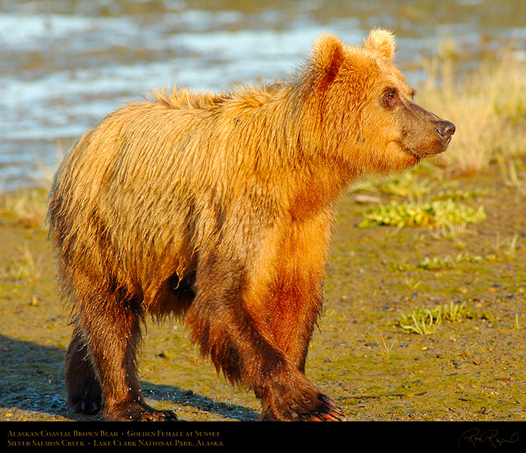 BrownBear_GoldenFemale_atSunset_X3213M