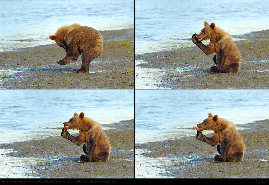 Brown_Bear_Cub_Activities_XXL