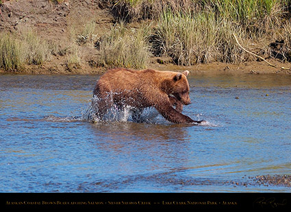 BrownBear_CatchingSalmon_HS2927