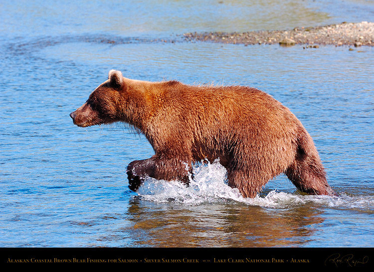 BrownBear_Fishing_HS2952