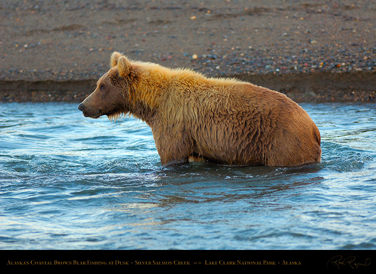 BrownBear_Fishing_atDusk_X3620