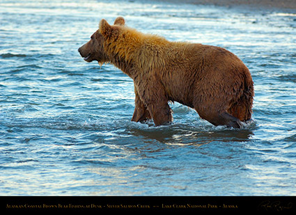 BrownBear_Fishing_atDusk_X3622