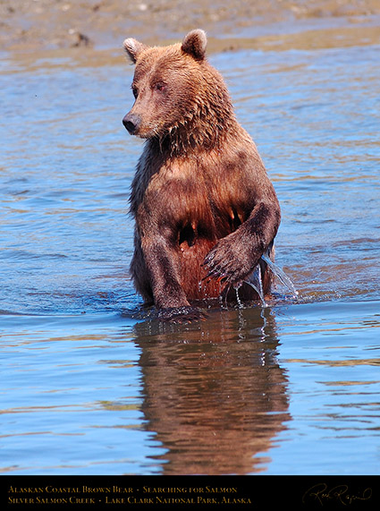 BrownBear_Standing_HS3048