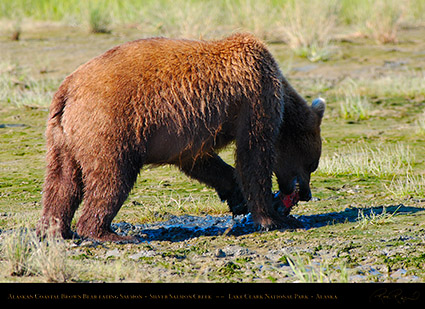 BrownBear_EatingSalmon_X4070