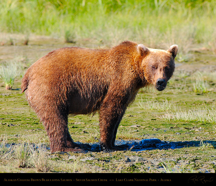 BrownBear_EatingSalmon_X4112M