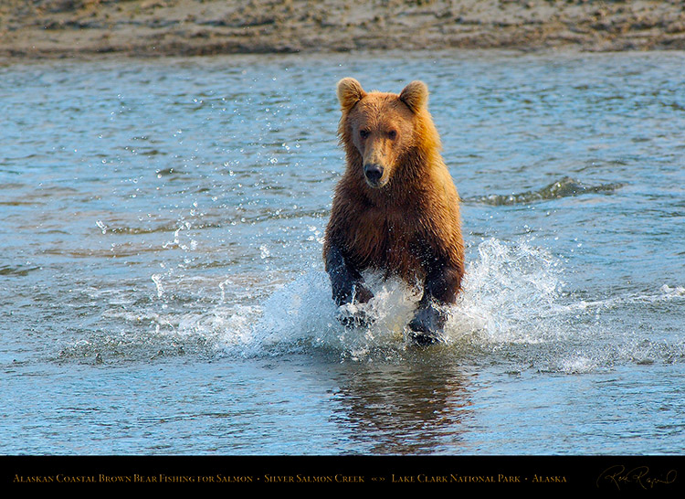 BrownBear_Fishing_X3011