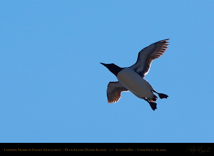 CommonMurre_inFlight_X3487