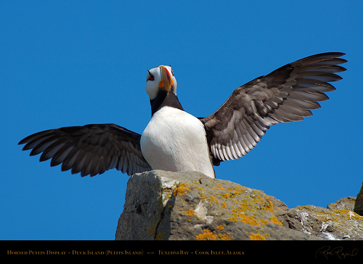 HornedPuffin_Display_X3323