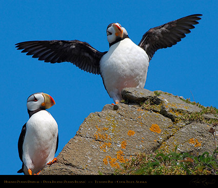 HornedPuffin_Display_X3373M