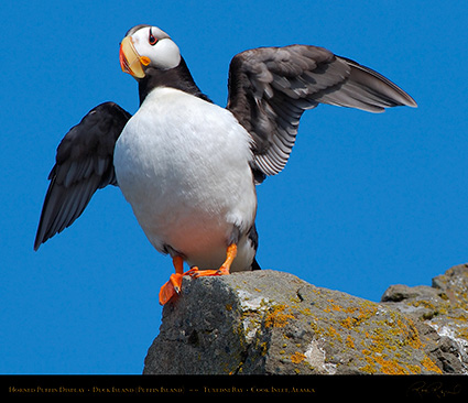 HornedPuffin_Display_X3382M