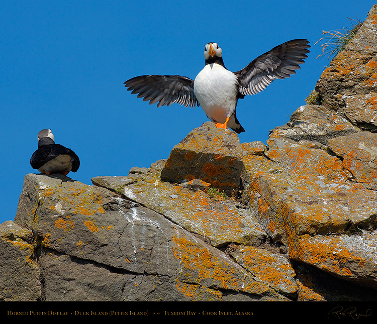 HornedPuffin_Display_X3400M