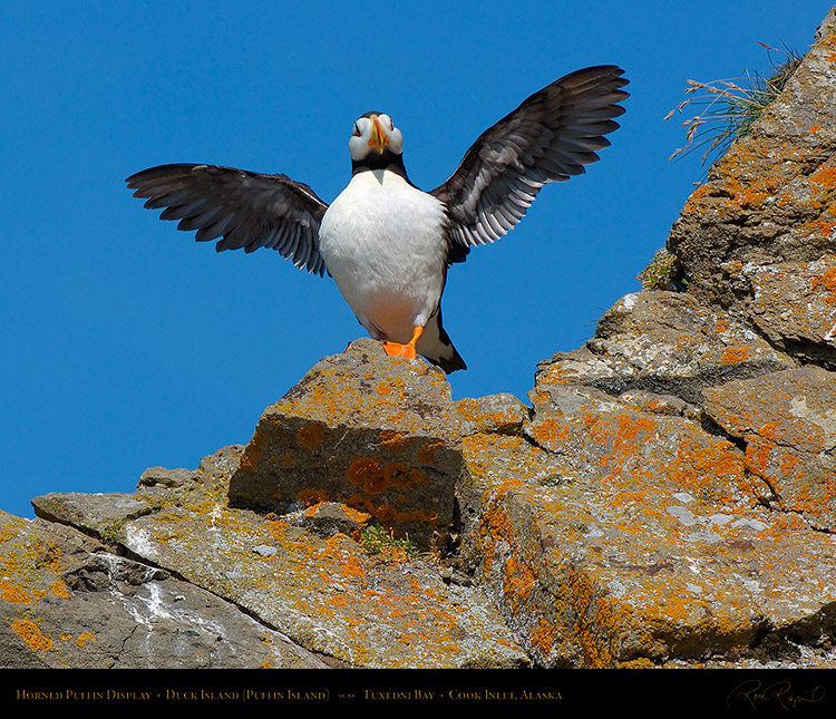 HornedPuffin_Display_X3401M