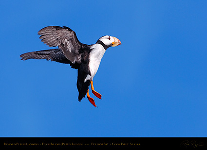 HornedPuffin_Landing_HS2375