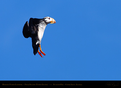 HornedPuffin_Landing_HS2377