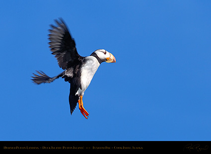 HornedPuffin_Landing_HS2378