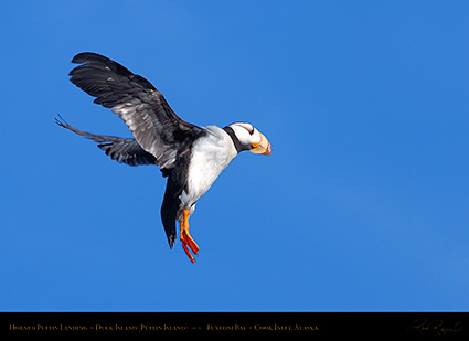 HornedPuffin_Landing_HS2379