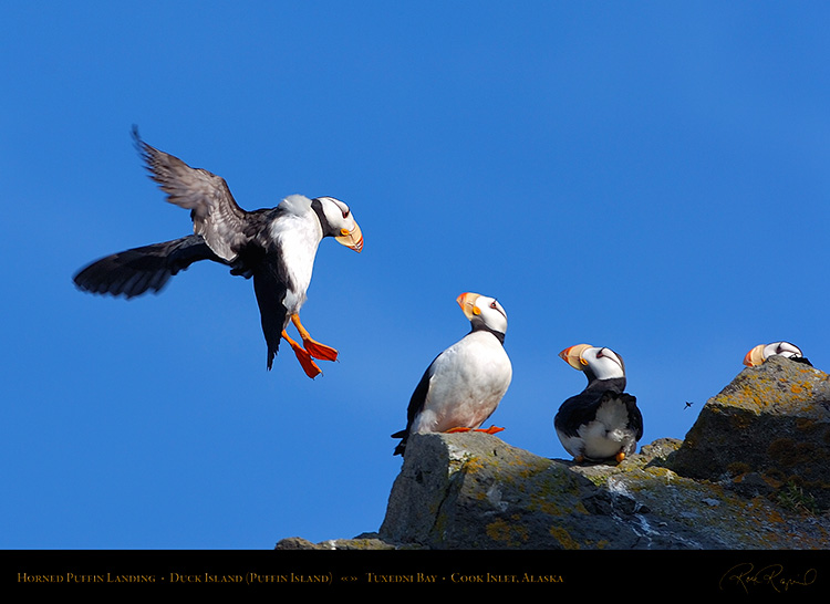 HornedPuffin_Landing_HS2381