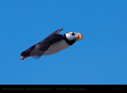 HornedPuffin_inFlight_HS2585